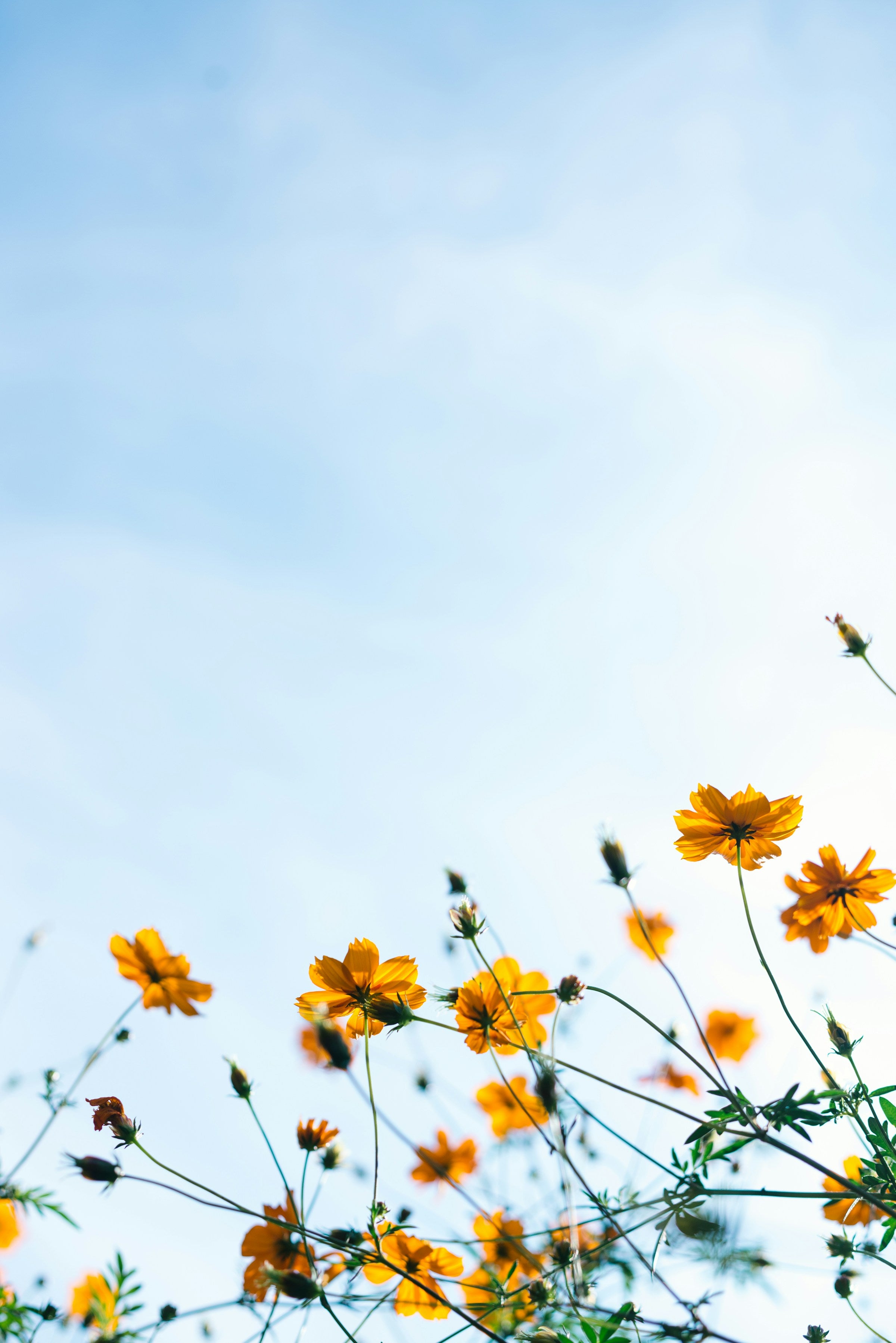 Wild flowers in the spring.